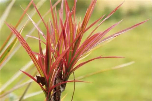 18101919befccf2ed61122.jpg h500w333-5a5ec35aaa0ac.jpg