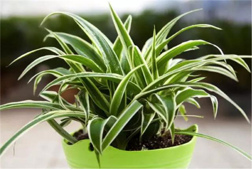 1810194729f261d93d3847.jpg h500w336-5a5ec3771d1df.jpg