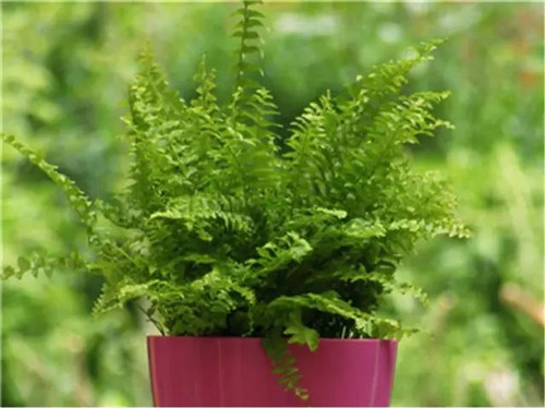 18102019010f767d585437.jpg h500w374-5a5ec3884ca0f.jpg